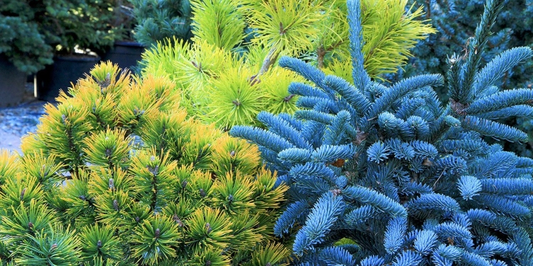 Turiștii, invitați într-o instalație care stimulează simțurile, înconjurați de plante conifere, în deschiderea TM2023