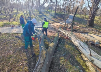 Copaci sănătoși, smulși din rădăcină de vântul puternic, la Timișoara