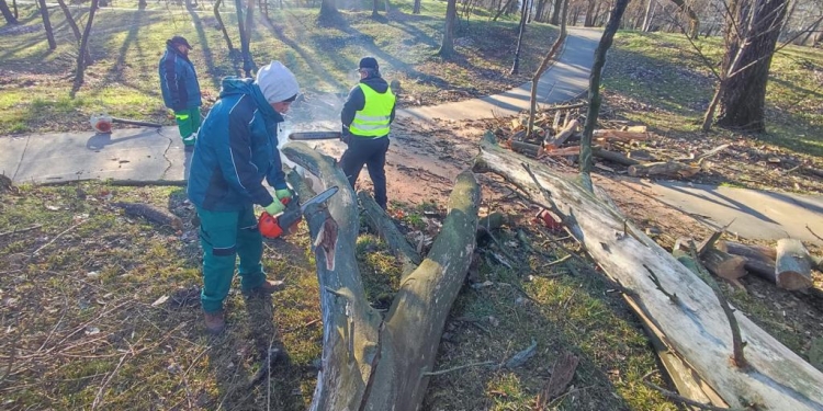 Copaci sănătoși, smulși din rădăcină de vântul puternic, la Timișoara