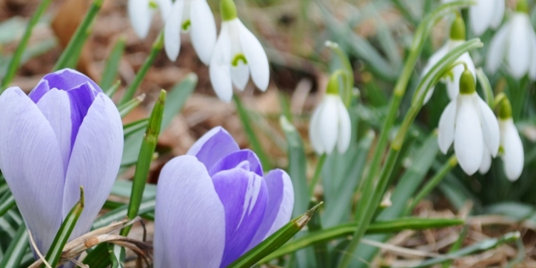 Vreme mai caldă decât în mod normal în Banat, la sfârșit de februarie