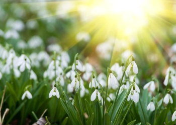 Vreme de primăvară în ultima lună de iarnă, în Banat