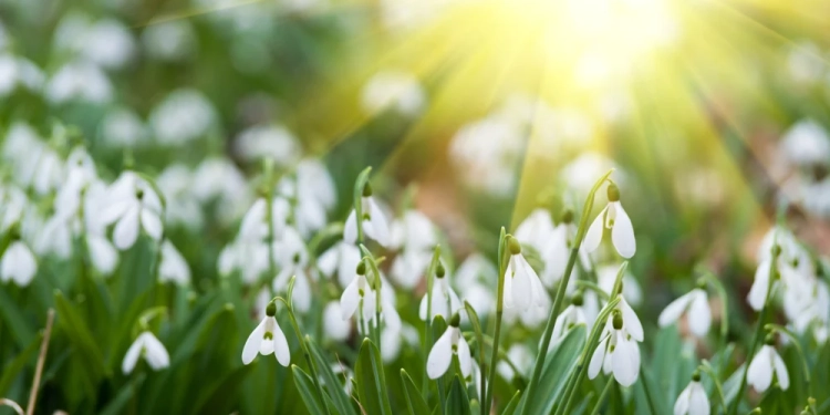 Vreme de primăvară în ultima lună de iarnă, în Banat
