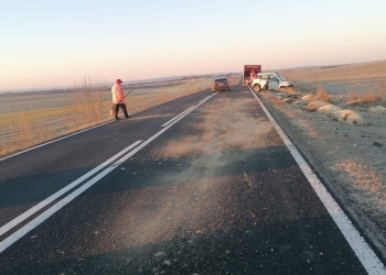 Zeci de oi ucise pe o șosea din Timiș!