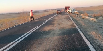 Zeci de oi ucise pe o șosea din Timiș!