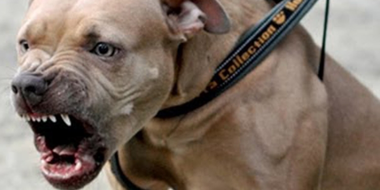 Zeci de proprietari de câini periculoși din Timiș, amendați