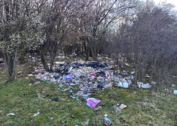 12 tone de gunoaie, adunate de lângă perdeaua forestieră a Timișoarei FOTO