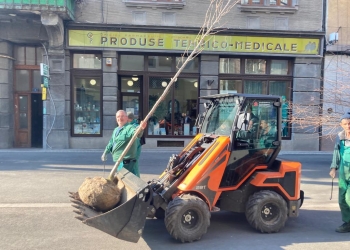 Primăria Timișoara reia campania de plantări. În centru au apărut arțari de 6 metri FOTO