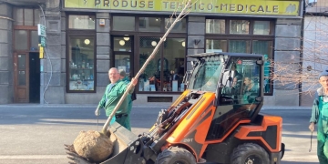 Primăria Timișoara reia campania de plantări. În centru au apărut arțari de 6 metri FOTO