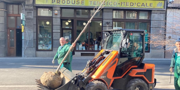 Primăria Timișoara reia campania de plantări. În centru au apărut arțari de 6 metri FOTO