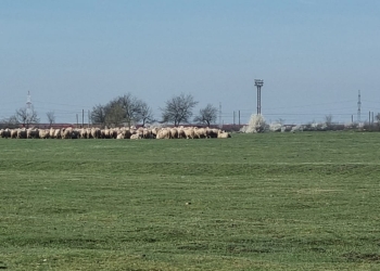 Oi la păscut în zona perdelei forestiere a Timișoarei. Primăria a luat măsuri