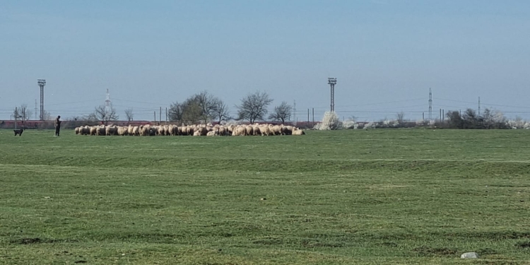 Oi la păscut în zona perdelei forestiere a Timișoarei. Primăria a luat măsuri