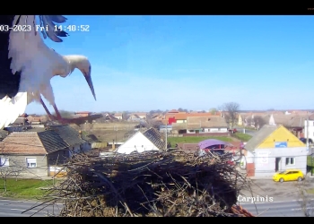 Prima barză a ajuns în cuibul din Timiș filmat non-stop FOTO