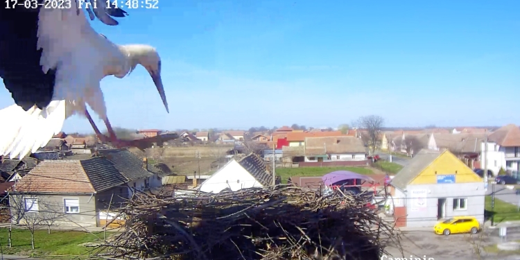 Prima barză a ajuns în cuibul din Timiș filmat non-stop FOTO