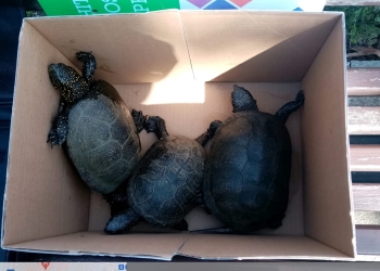 Broscuțe țestoase salvate dintr-o baltă, din Timișoara