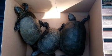 Broscuțe țestoase salvate dintr-o baltă, din Timișoara