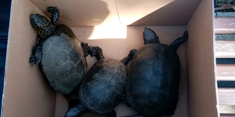 Broscuțe țestoase salvate dintr-o baltă, din Timișoara