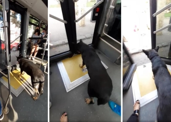 Animalele de companie, acces în mijloacele de transport în comun din Timișoara, cu anumite condiții