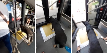 Animalele de companie, acces în mijloacele de transport în comun din Timișoara, cu anumite condiții