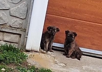 A abandonat două suflete și a fost amendată cu mii de lei! O femeie din Timiș  a lăsat pe drumuri doi căței