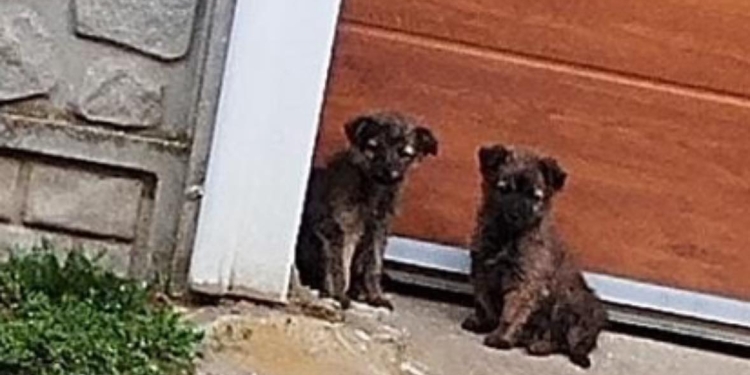 A abandonat două suflete și a fost amendată cu mii de lei! O femeie din Timiș a lăsat pe drumuri doi căței