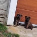 A abandonat două suflete și a fost amendată cu mii de lei! O femeie din Timiș a lăsat pe drumuri doi căței