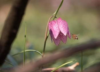 „Floarea de Șah”, unicat în țară, a înflorit în Lunga Pogănișului