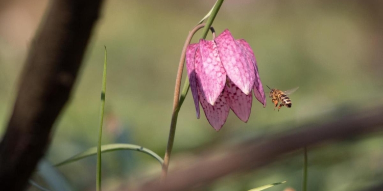 „Floarea de Șah”, unicat în țară, a înflorit în Lunga Pogănișului
