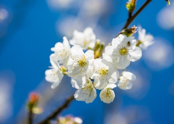 Ploi și vreme deosebit de caldă în Banat. Prognoza meteo pentru următoarele două săptămâni