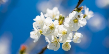 Ploi și vreme deosebit de caldă în Banat. Prognoza meteo pentru următoarele două săptămâni