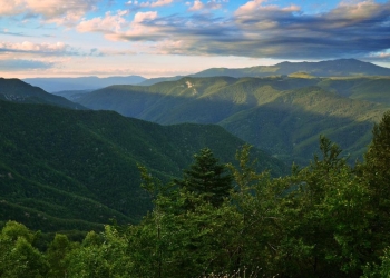 Garda Forestieră Timișoara: În zona Nădrag nu se defrișează pădurea