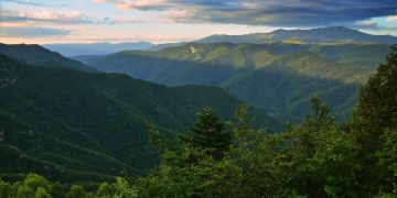 Garda Forestieră Timișoara: În zona Nădrag nu se defrișează pădurea