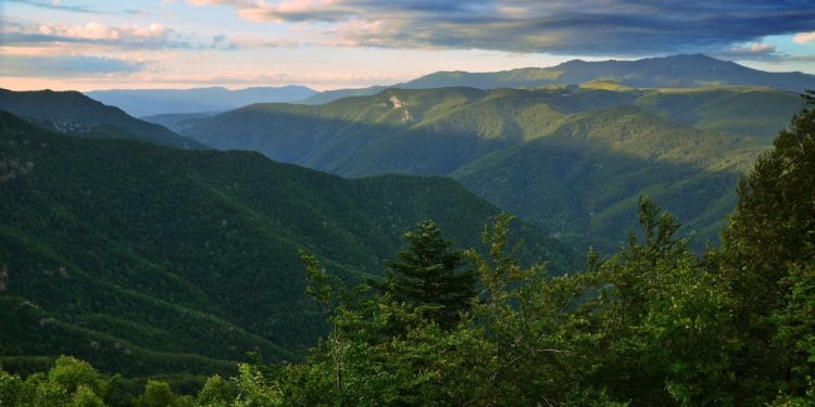 Garda Forestieră Timișoara: În zona Nădrag nu se defrișează pădurea