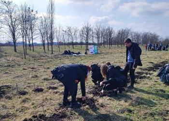 Peste 2.000 de puieți de salcâm, plantați de elevi în perdeaua forestieră a Timișoarei FOTO