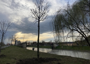 Se pregătește reabilitarea pasarelei Gelu. 13 arbori mari de pe malul Begăi, mutați