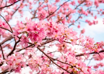 Vreme caldă în ultima jumătate a lunii martie, în Banat