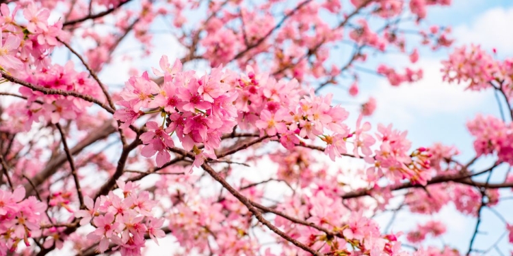 Vreme caldă în ultima jumătate a lunii martie, în Banat