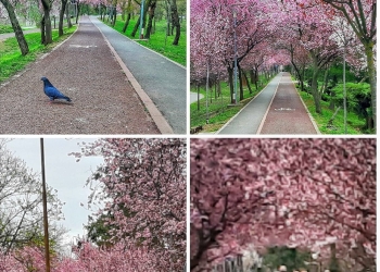 Înflorește „Tunelul Iubirii” de la Timișoara