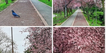 Înflorește „Tunelul Iubirii” de la Timișoara