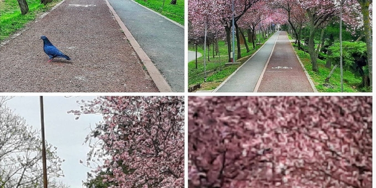 Înflorește „Tunelul Iubirii” de la Timișoara