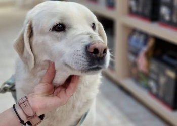 Primii câini, sterilizați în campania gratuită a Primăriei Timișoara