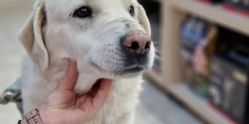 Primii câini, sterilizați în campania gratuită a Primăriei Timișoara