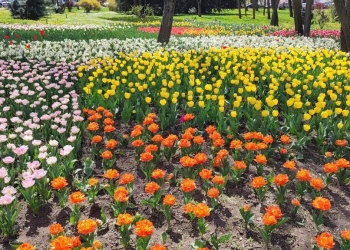 Spectacol de culori în centrul Timișoarei! Au înflorit lalelele în Parcul Justiției FOTO