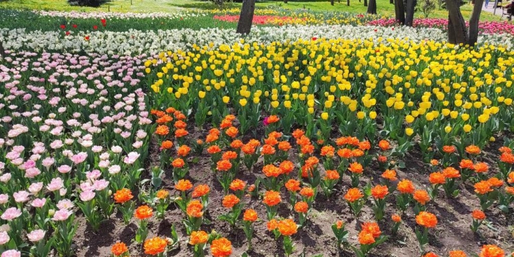 Spectacol de culori în centrul Timișoarei! Au înflorit lalelele în Parcul Justiției FOTO