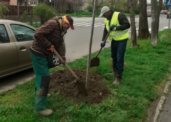 Miros de tei pe Calea Buziașului! Primăria Timișoara continuă campania de plantări FOTO