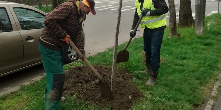 Miros de tei pe Calea Buziașului! Primăria Timișoara continuă campania de plantări FOTO