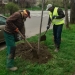 Miros de tei pe Calea Buziașului! Primăria Timișoara continuă campania de plantări FOTO
