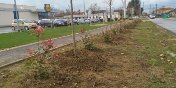 Continuă plantarea de copaci în cartierele Timișoarei FOTO