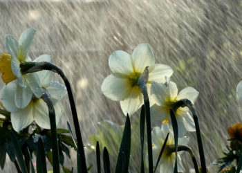 Nu scăpăm de ploi în Banat! O nouă avertizare meteo