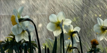 Nu scăpăm de ploi în Banat! O nouă avertizare meteo