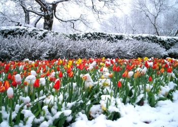 Revine iarna în Banat! Cod galben de ninsori și vreme deosebit de rece